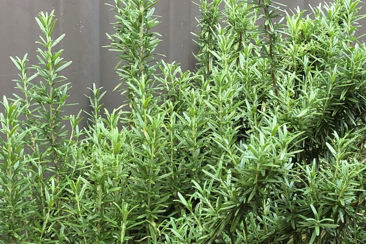 Rosemary