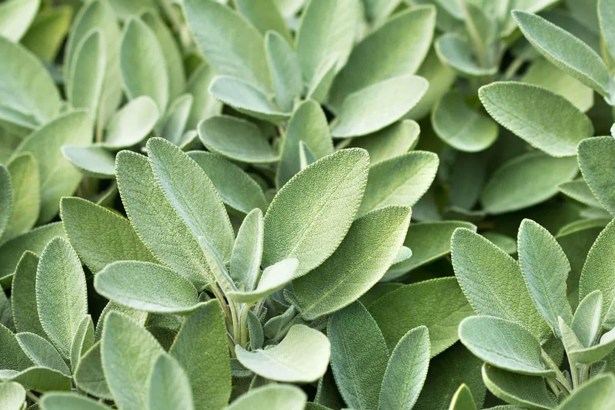 Sage