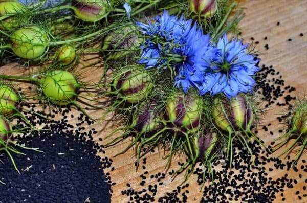 Black Seeds