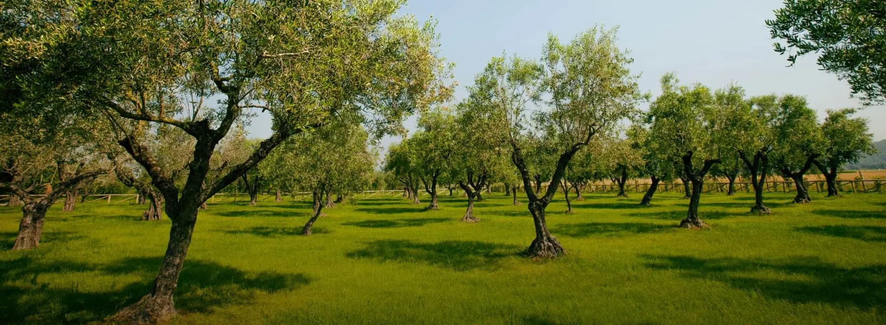 Sultan Olive
